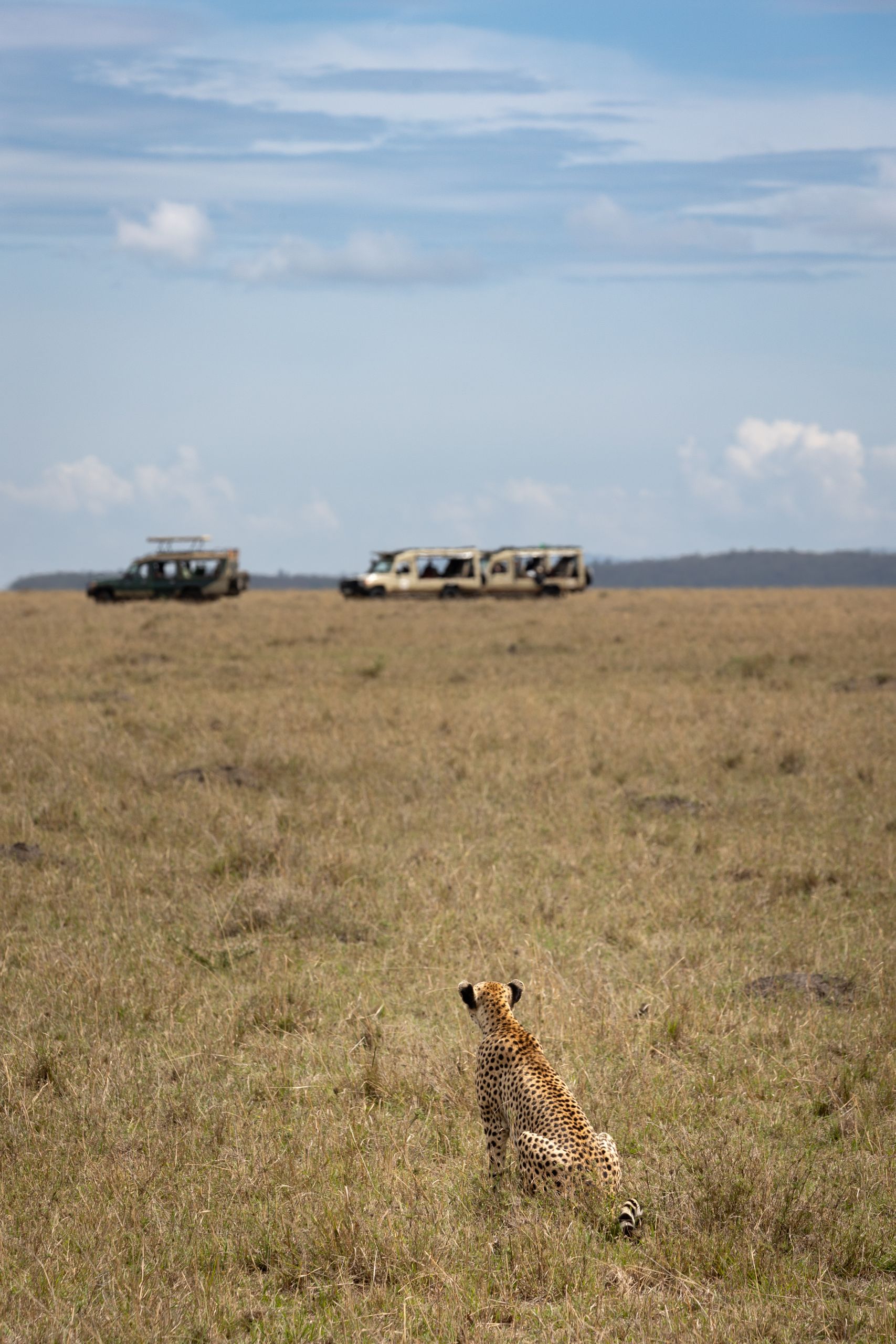 A lone cheetah sits in the savannah, watching safari vehicles under a bright sky.