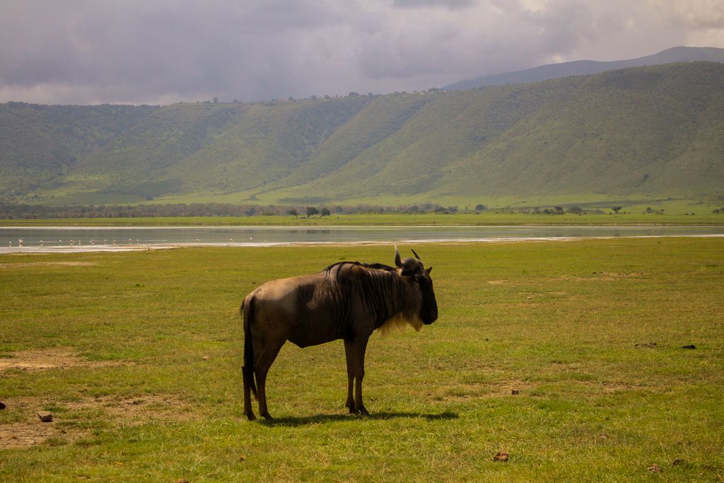 Ngorongoro Crater Safari and Central Serengeti