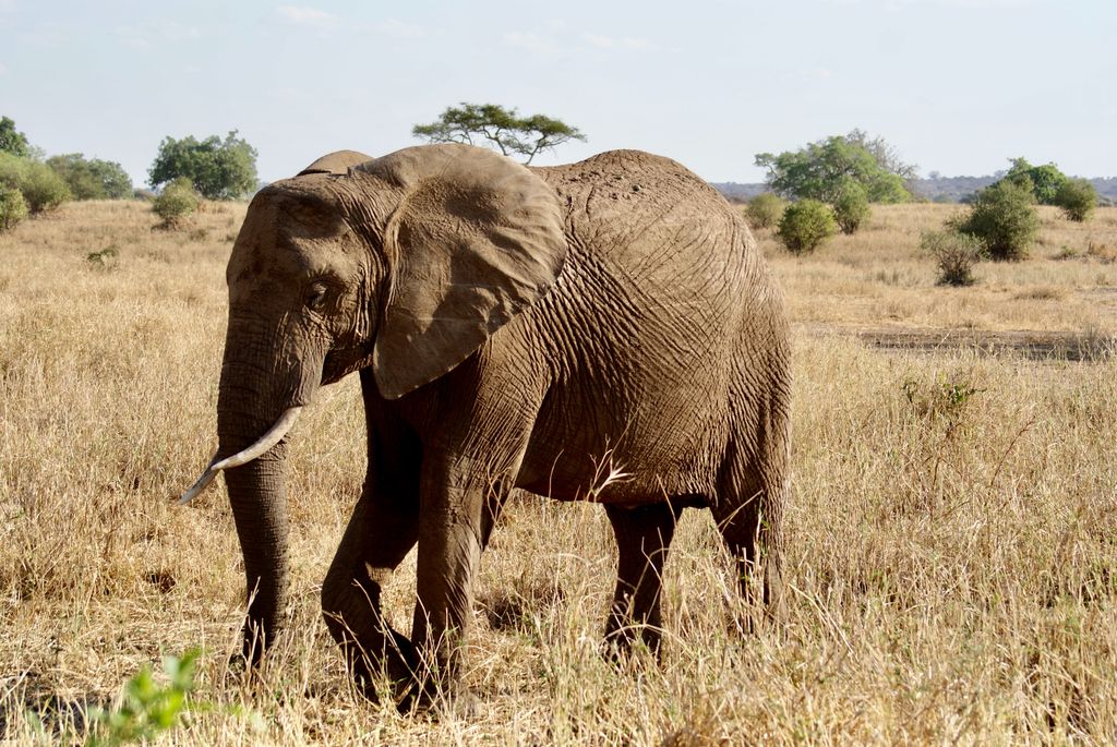 6 Days Tanzania Highlights Safari