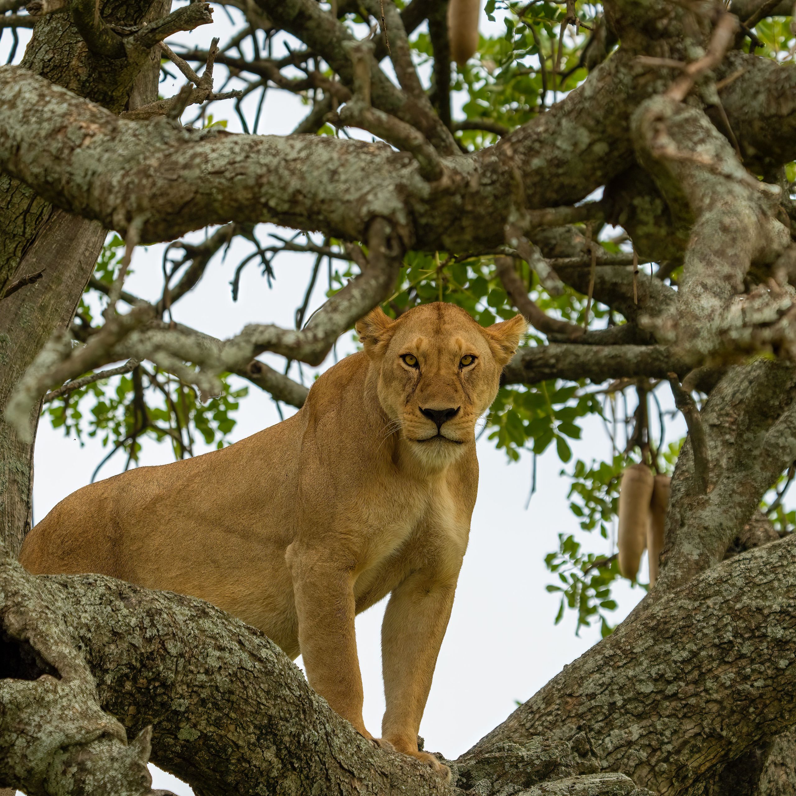 A powerful lioness stands confidently on a sturdy tree branch, showcasing her grace in the wild.