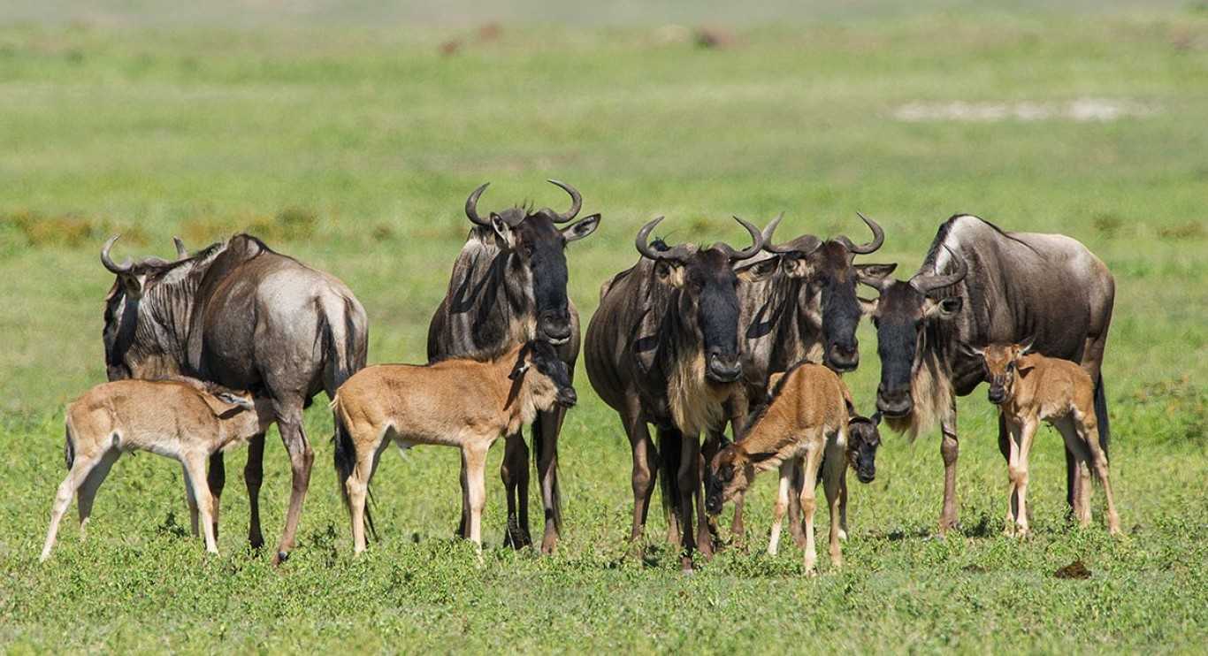 Wildbeast in calving season