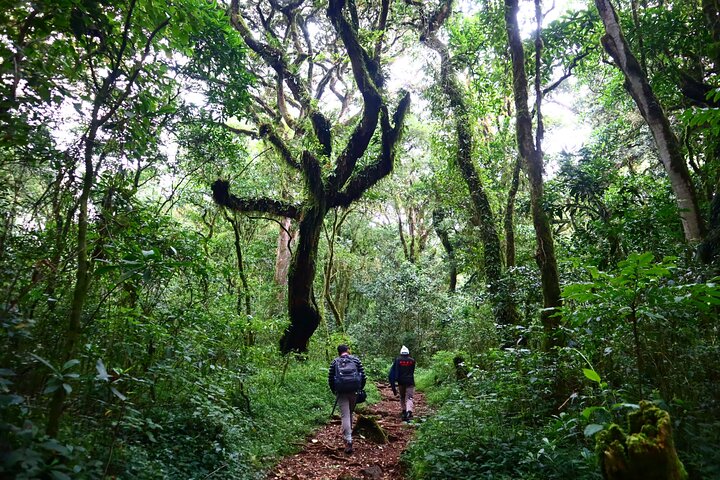 The Forest Zone
