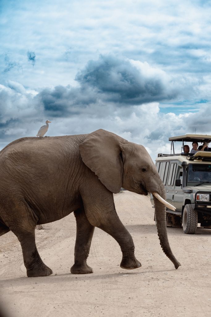 <strong>Tarangire Game Drive and Mto wa Mbu Cultural Experience</strong>