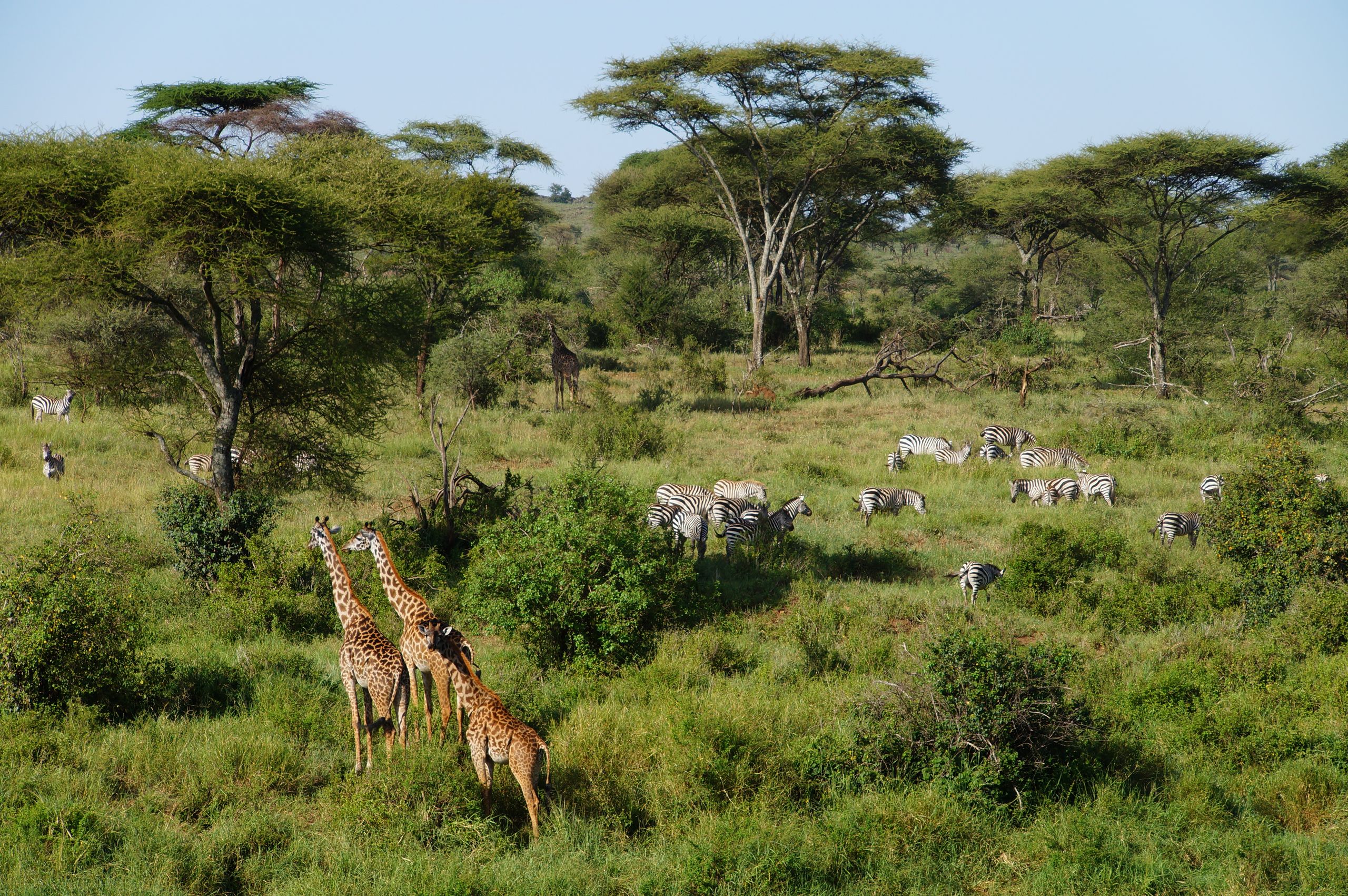 Majestic giraffes and zebras roam amidst the verdant landscape of Tanzania's Arusha Region, showcasing African wildlife.