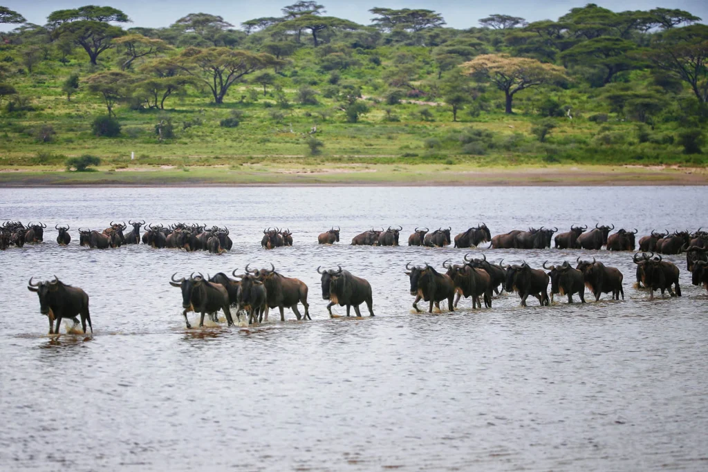 Wings Over Migration 5 Days Northern Serengeti Fly-In Safari