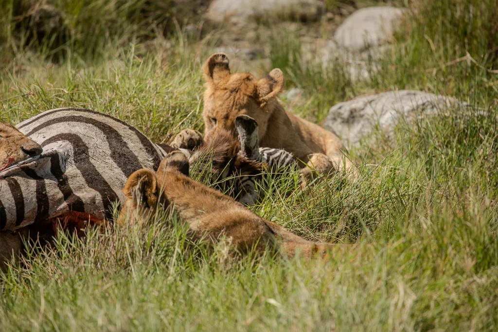 <strong><strong>Full-Day Ndutu Calving Safari</strong></strong>