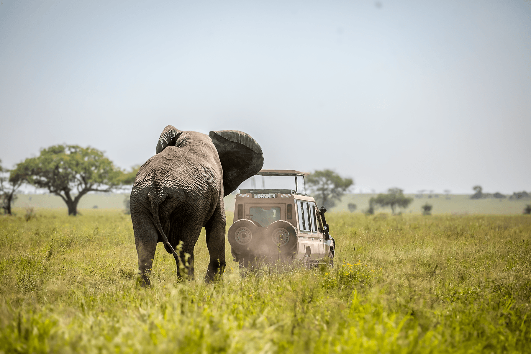Elephant chasing quest horizon safaris car