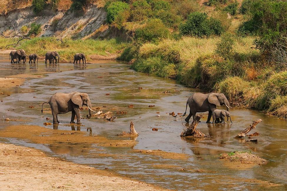 <strong>Full-Day Tarangire Safari</strong>