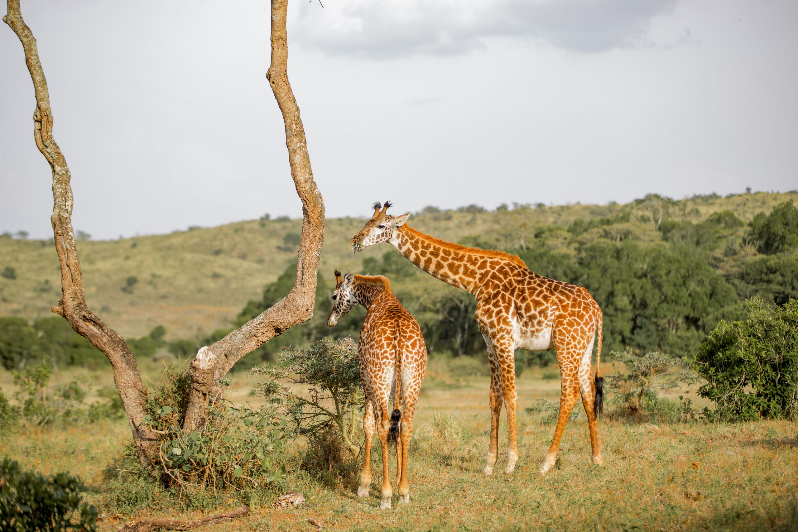 Two giraffes explore the savanna landscape in Arusha, Tanzania.