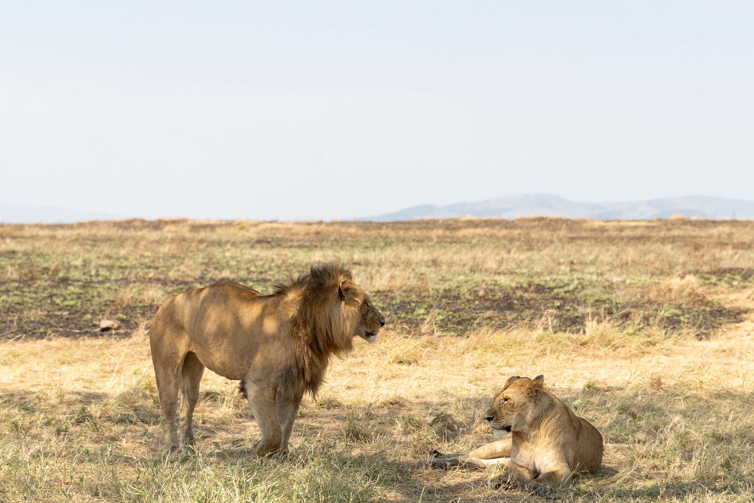 Two lions resting in the Serengeti's golden grasslands on a sunny day.