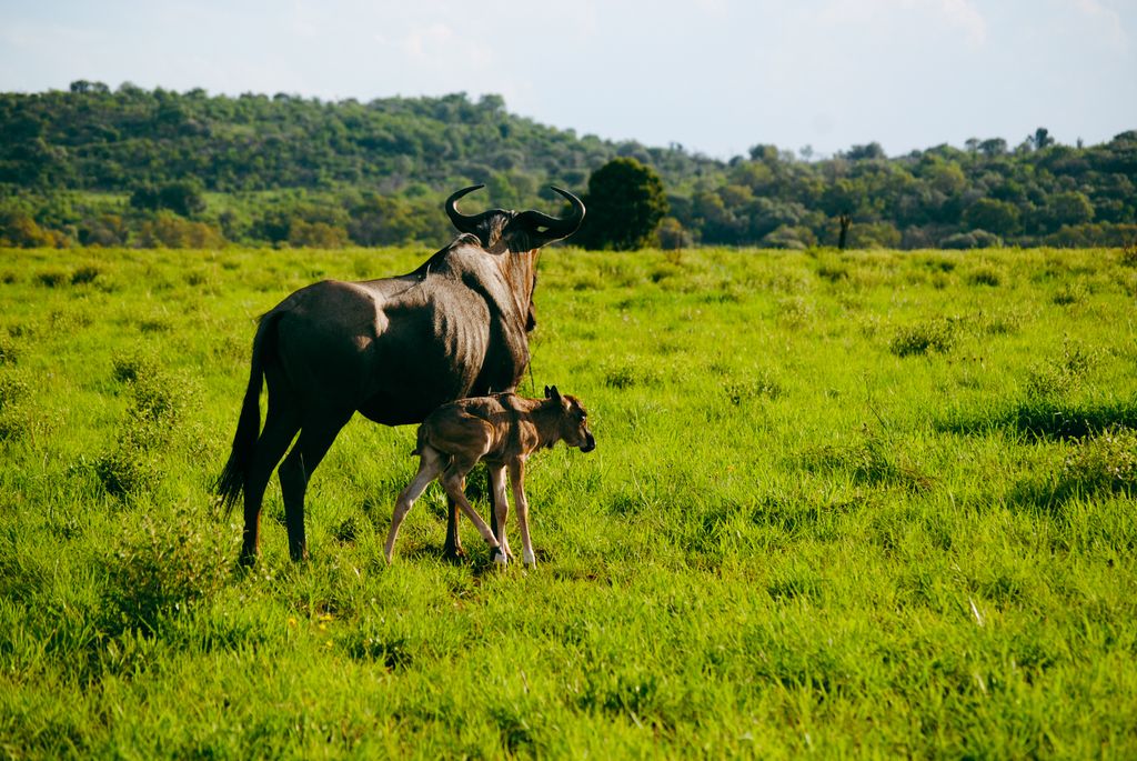 7 Days Serengeti Calving Season Safari