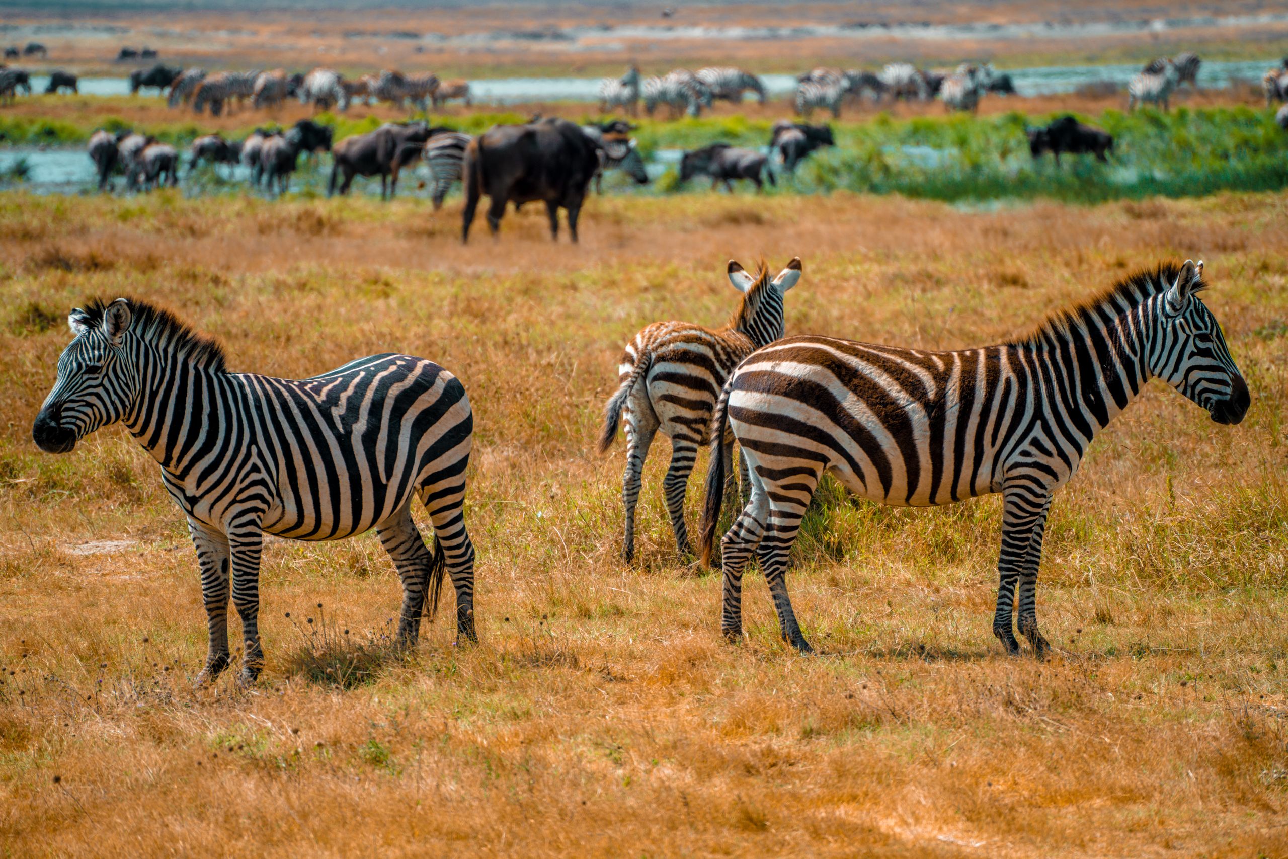 Zebras grazing in Tanzania's lush savanna, captured in vibrant detail.